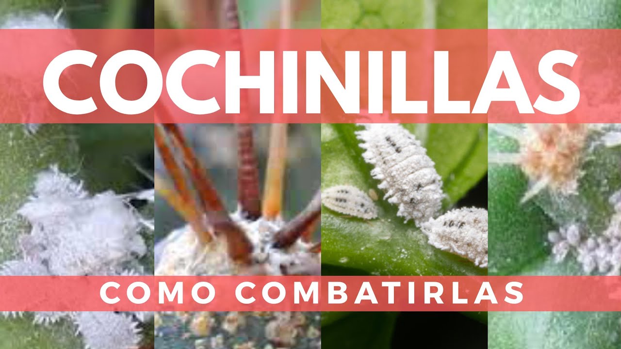 Cochinillas: Cómo combatirlas?