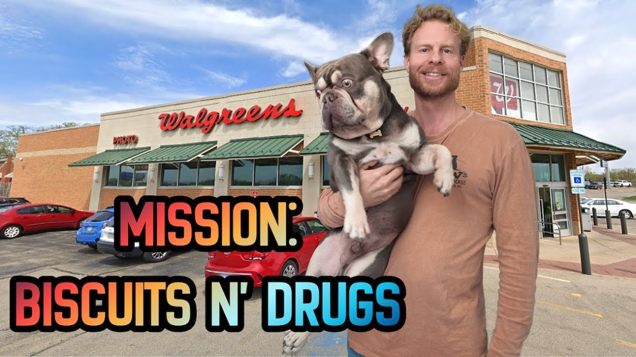Taking My Frenchie to WALGREENS: His Hilarious Reaction! LOL
