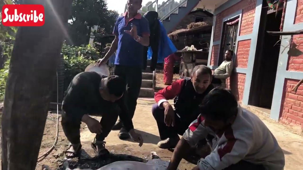 gau ghar tir khasi katdai#1ksubscribers #1kviews #villagelife #plz_subscribe_my_channel 