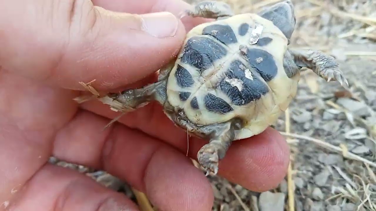 Come aiutare le tartarughe a nascere e come proteggere le uova🐣🐢🐢🐢