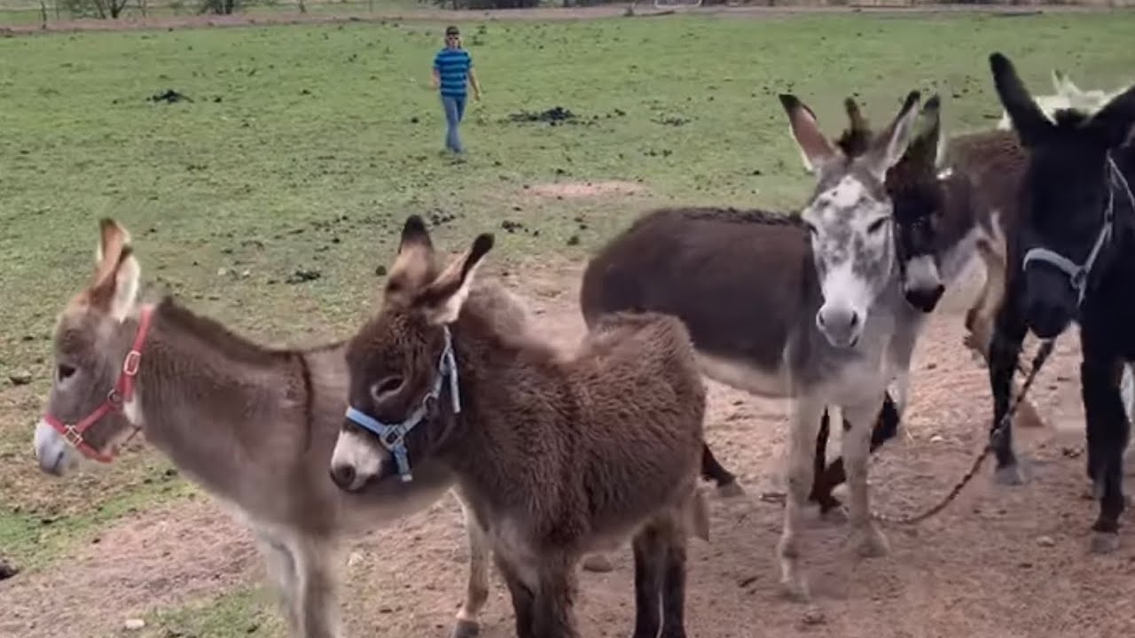 Stubborn DONKEY&rsquo;S-   move em out!