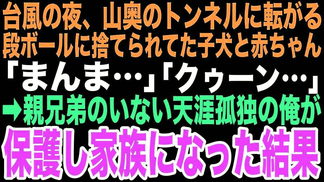 【感動する話】「まんま…」台風の夜、トンネルに捨てられたと段ボールで泣く赤ちゃんと子犬。俺が二人を助けると決めた日から、孤独だった俺が本当の家族の温もりを知るなんて思いもしなかった…【朗読】