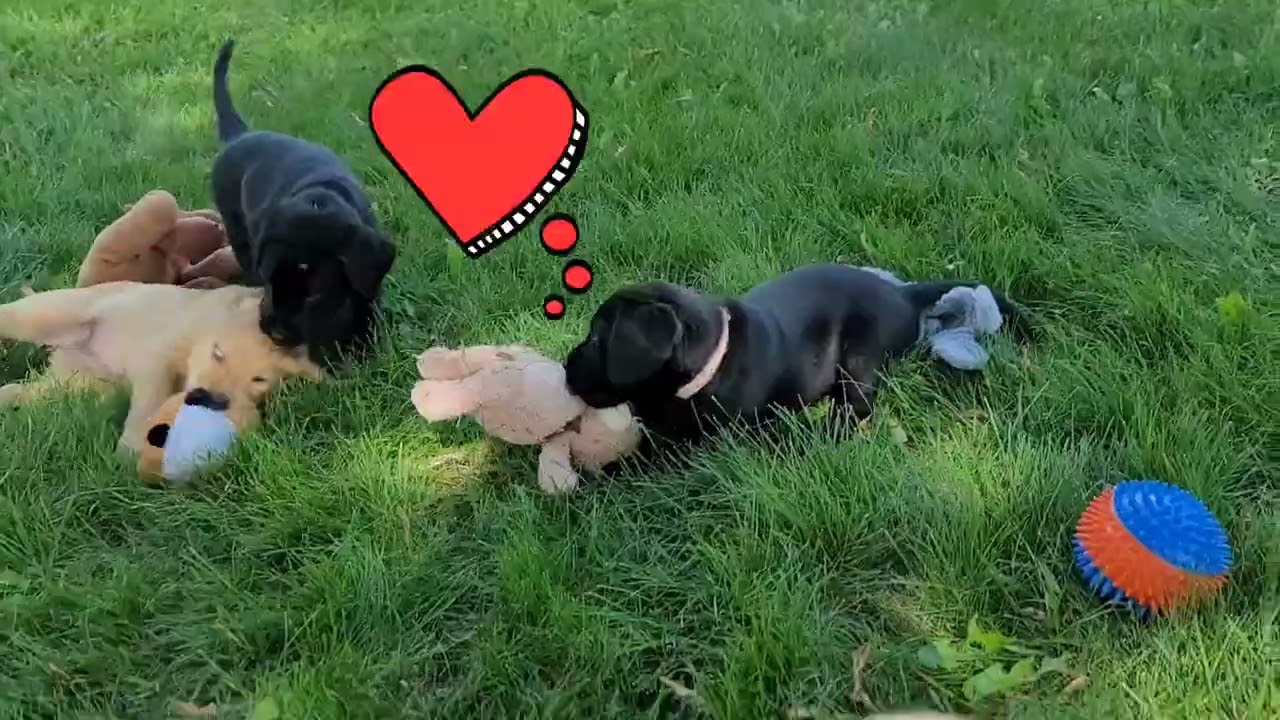 Labrador puppies are full of energy and cuteness! 🐾🐶—pure puppy joy!
