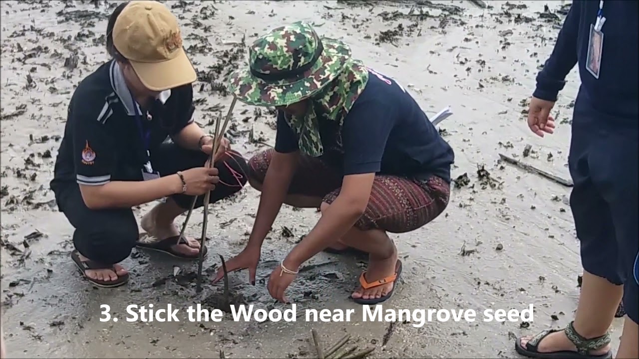 2017. How To Plant Mangrove Seed?
