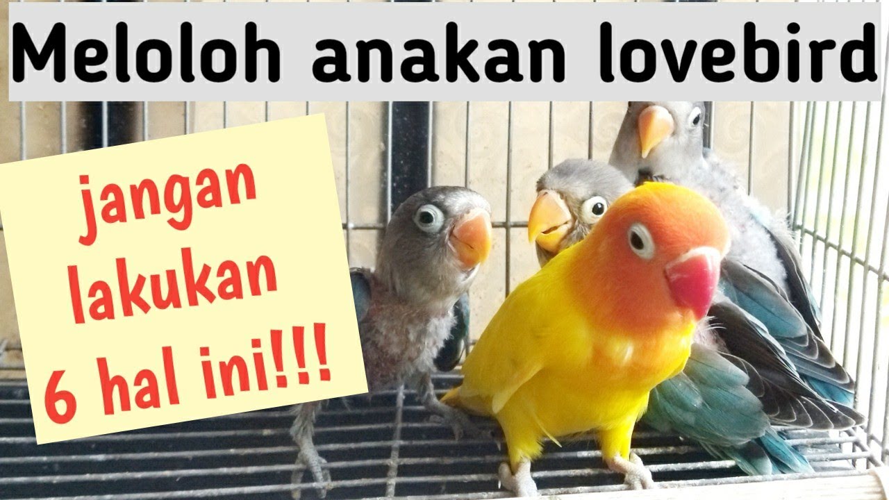 6 Hal yang harus dihindari dalam meloloh anakan lovebird...