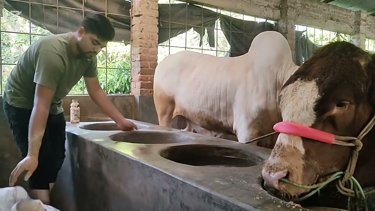 প্রিয় বন্ধুরা আমাদের প্রতিদিনের কাজ 