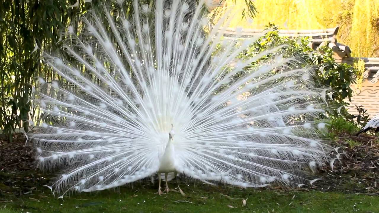 Un paon blanc fait la roue au jardin d'acclimatation à Paris - white peacock - avril 2016 1/3