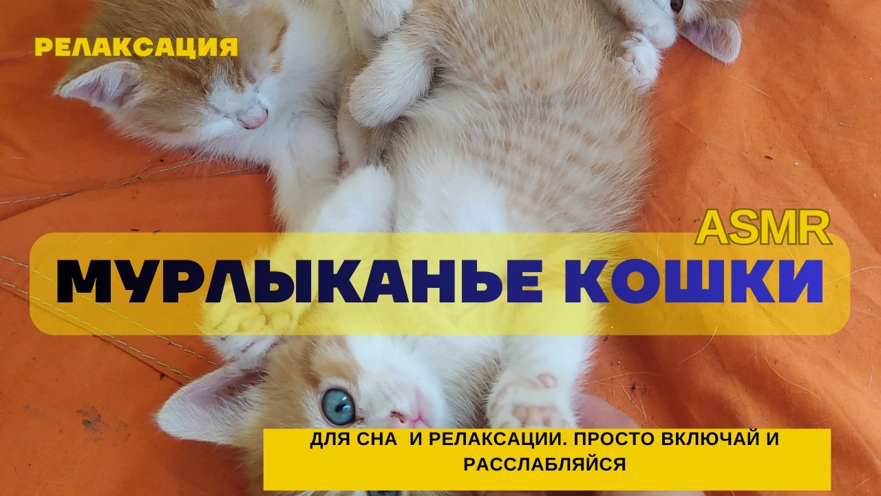 Тёплое мурлыканье : уютный ASMR с кошкой для душевного комфорта и сна