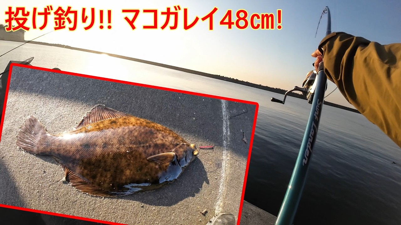 投げ釣りで小座布団カレイ降臨!!【カレイ釣り】【マコガレイ】