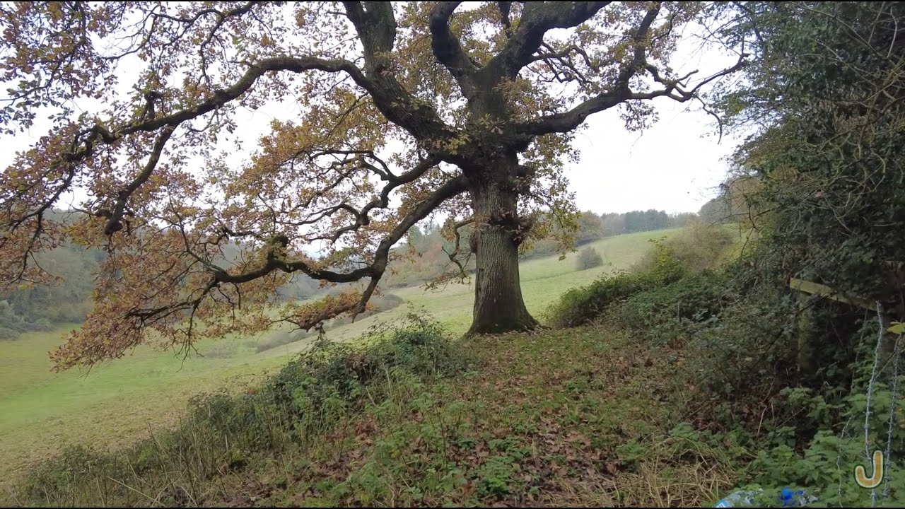 Walk #6 Countryside -- Road/woods