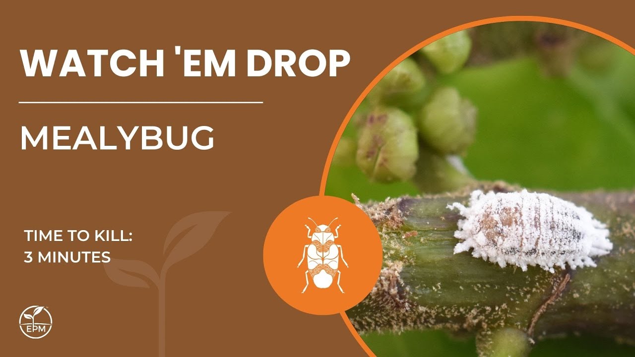 Mealybugs - All Life Stages Killed | Skin Collapse Captured on Camera