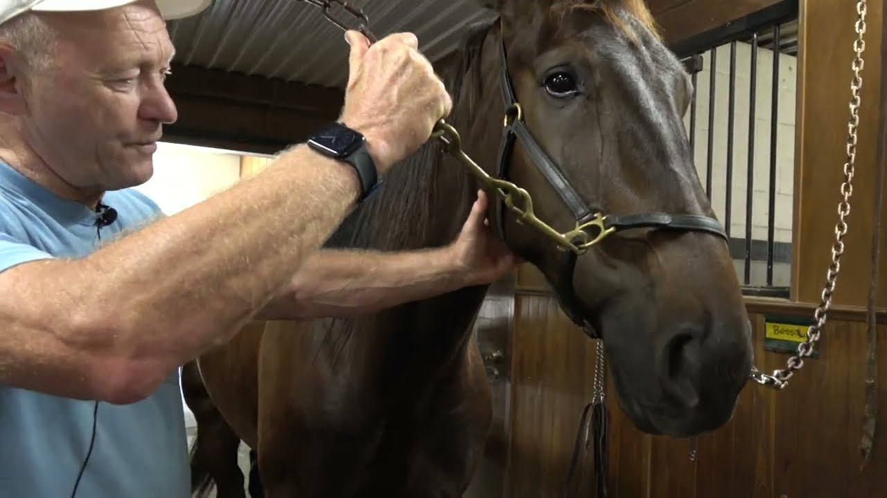 How To Evaluate Conformation In Standardbred Racehorses?