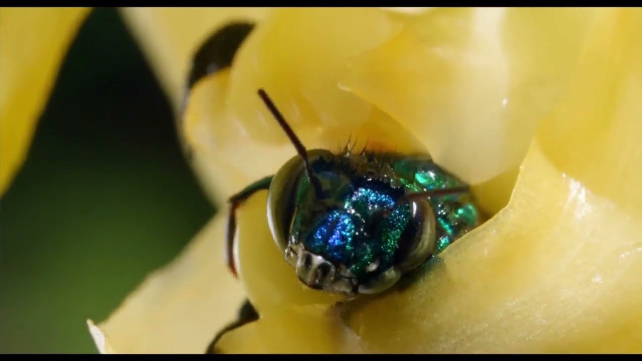 La pollinisation expliquée simplement 🌸🐝 | Comment les plantes se reproduisent