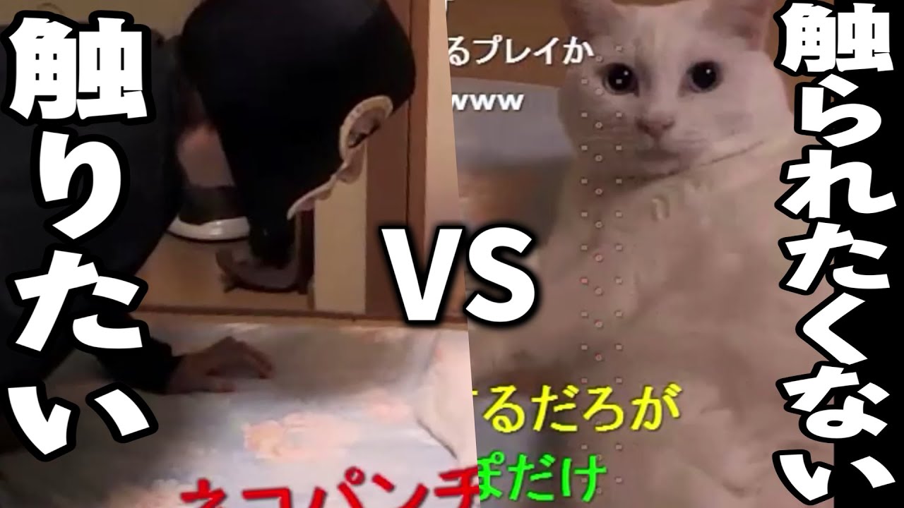 触りたい横山緑VS触られたくない白猫【2013/05/11】