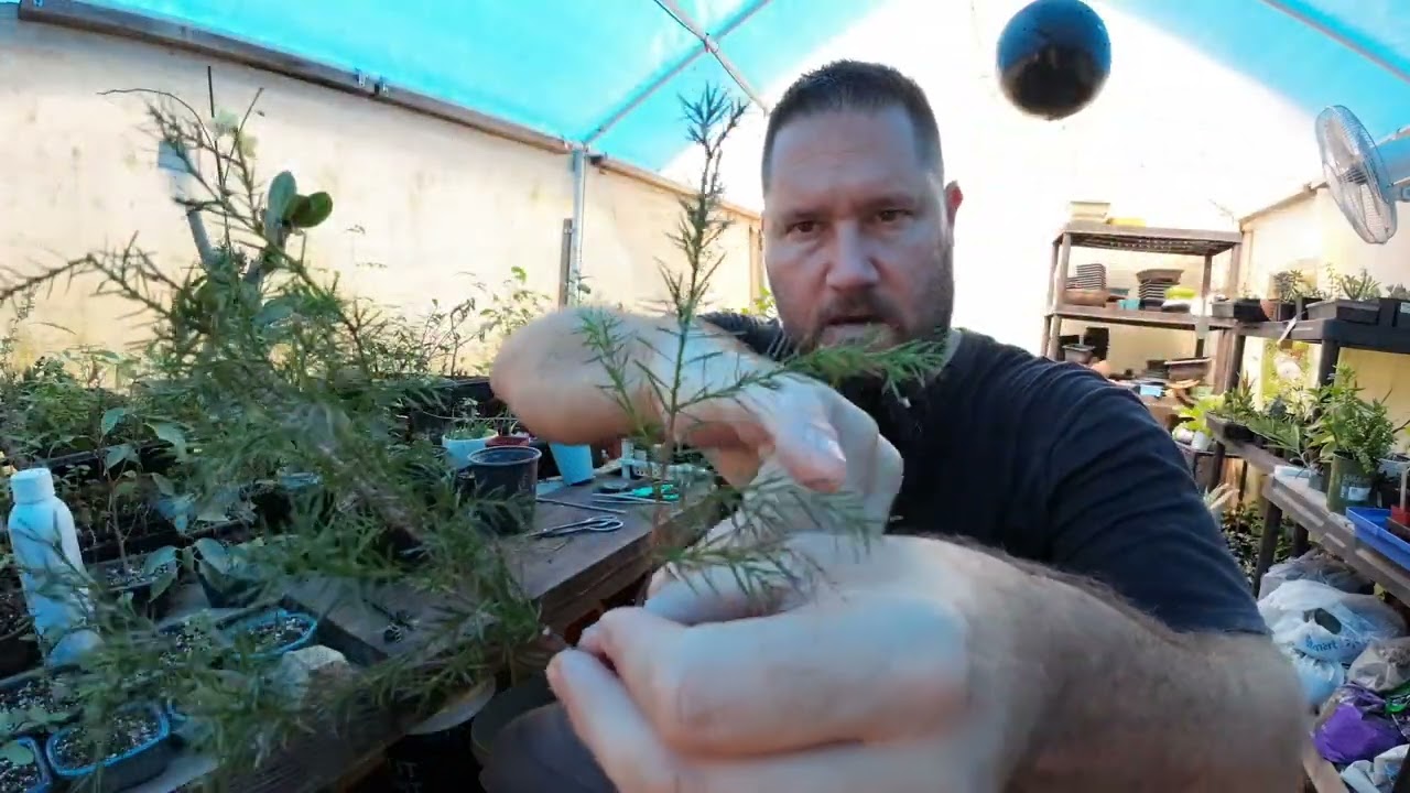 Red cedar from start to bonsai.