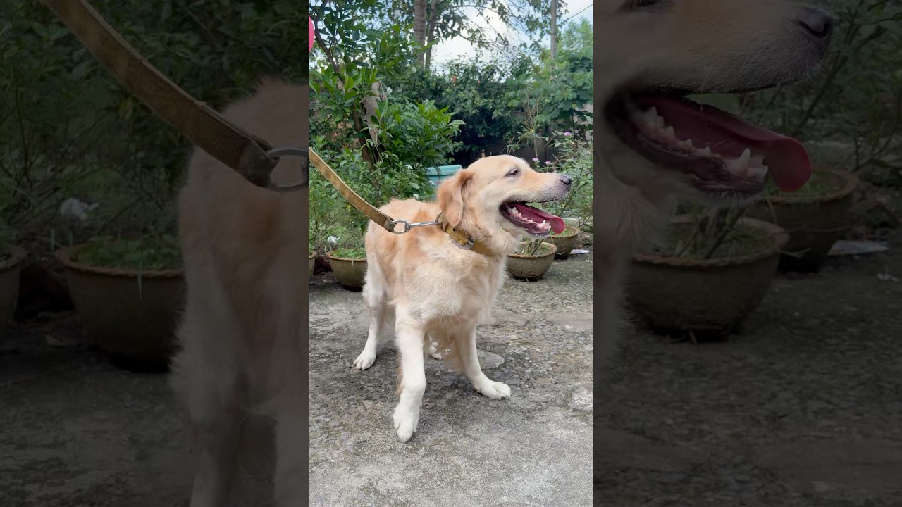 🐶No 1 Funny dog🐶 #trending #shortvideo #funny #goldenretreiver #no1trending