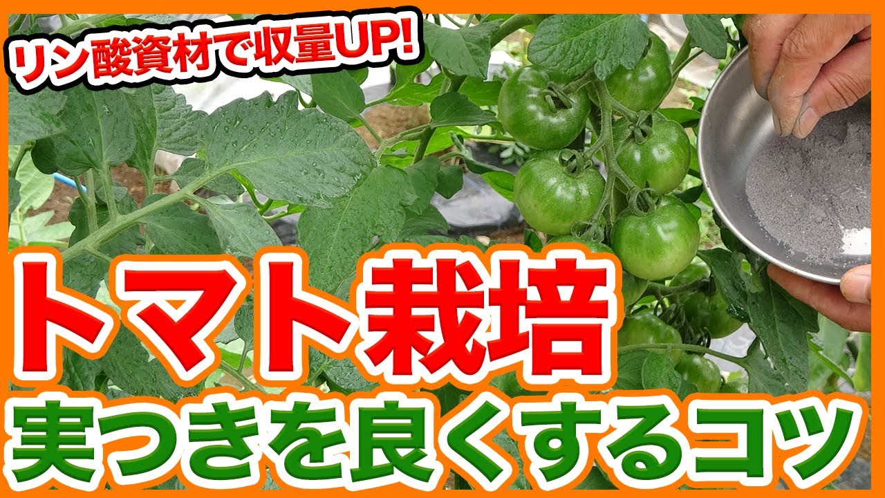 家庭菜園や農園のトマト栽培を長く続ける方法を徹底解説！実の付きを良くするために草木灰を散布する！？【農家直伝】/Tips for growing tomatoes for a long time.