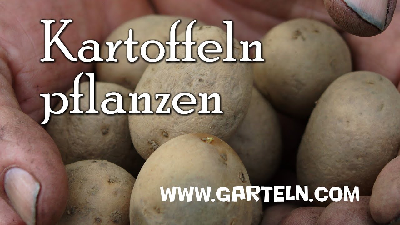Kartoffeln selbst pflanzen bzw. legen