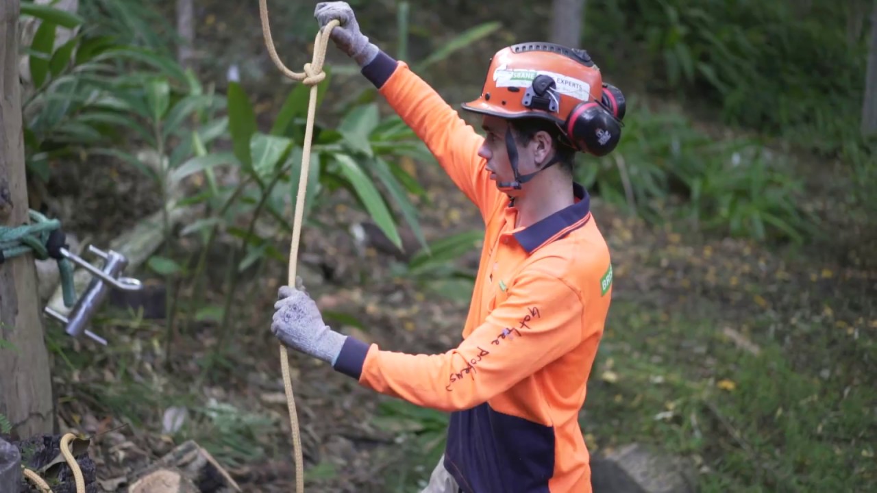 Brisbane Tree Experts - Removal of massive Grey Gum tree in Brisbane