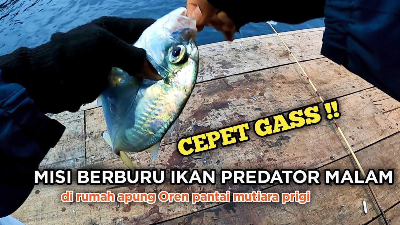 LAGI RAMEE ‼️ MISI MANCING IKAN MALAM DI RUMAH APUNG PRIGI