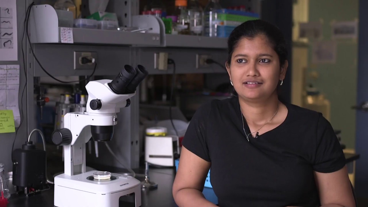 Foraging Plasticity in C. elegans/ Curr. Biol., Aug. 15, 2019 (Vol. 29, Issue 17)