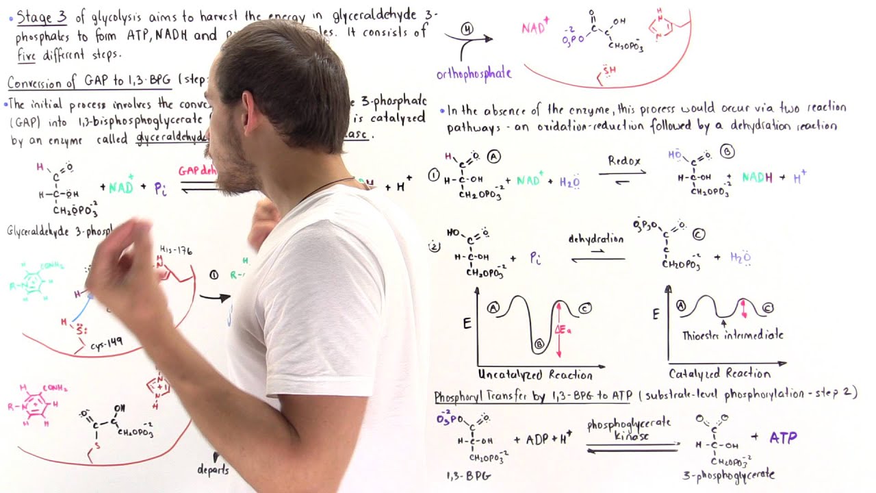 Stage 3 of Glycolysis (Steps 6, 7)