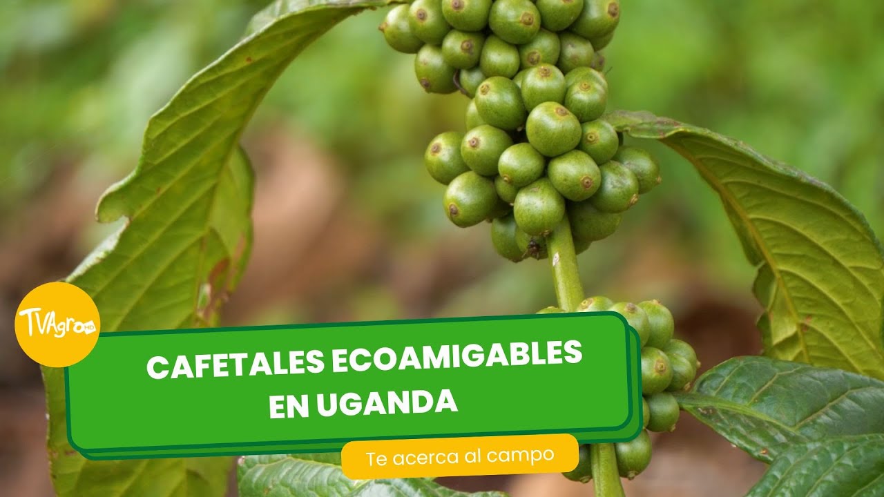 Ekologiczne plantacje kawy w Ugandzie - TvAgro autorstwa Juan Gonzalo Angel Restrepo