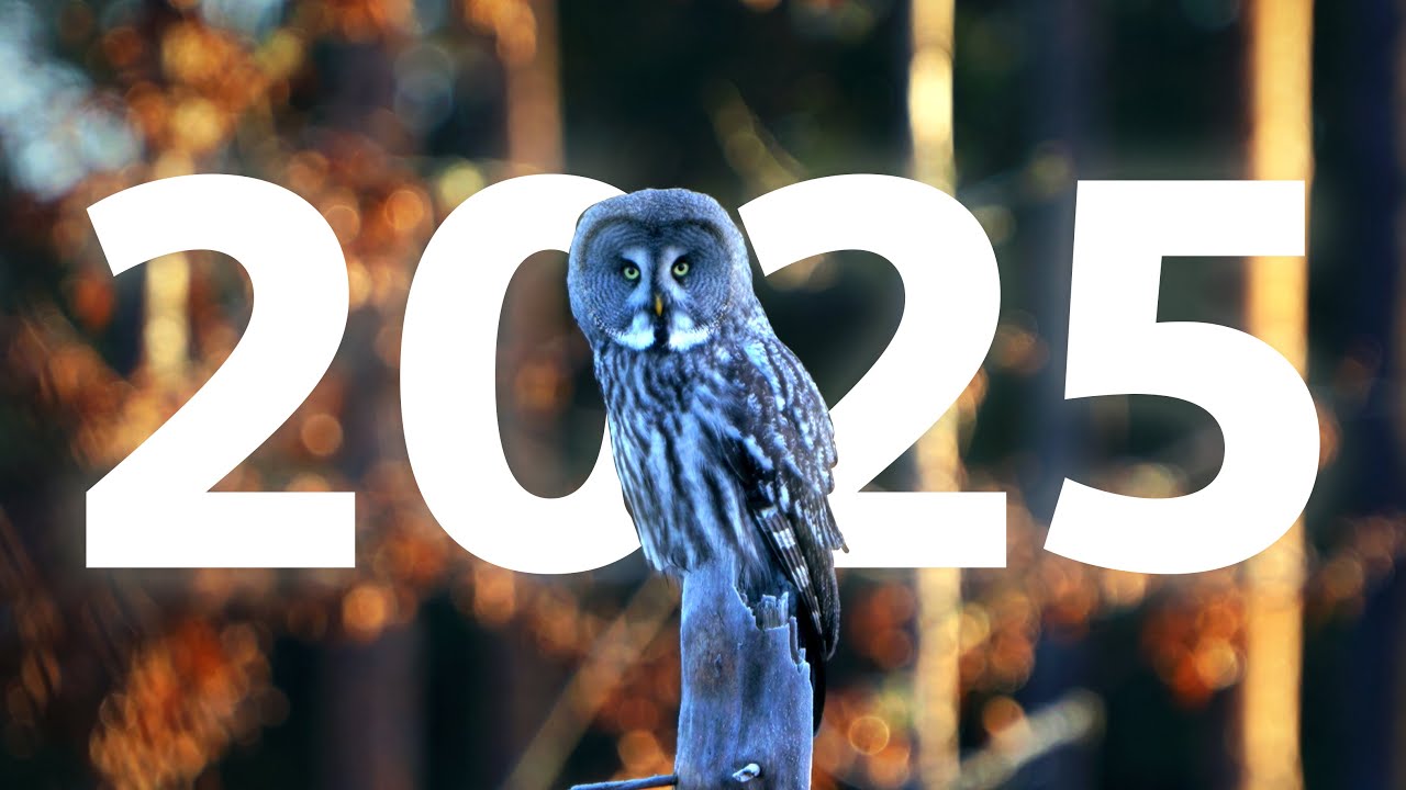 Moments of the Wild | Unseen Footage of 2025