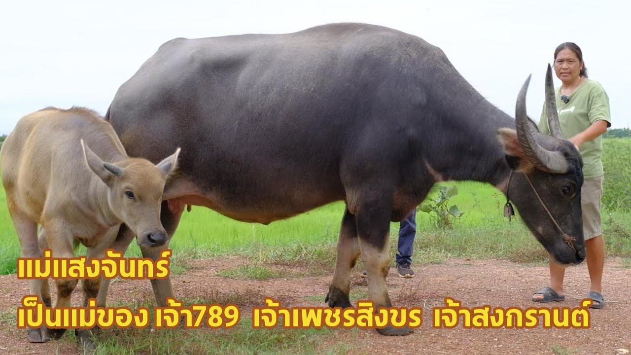 Mae Saengchan (mother of Lord 789, Lord Phetsingkhon) Dragon Farm & Ton Hom Farm