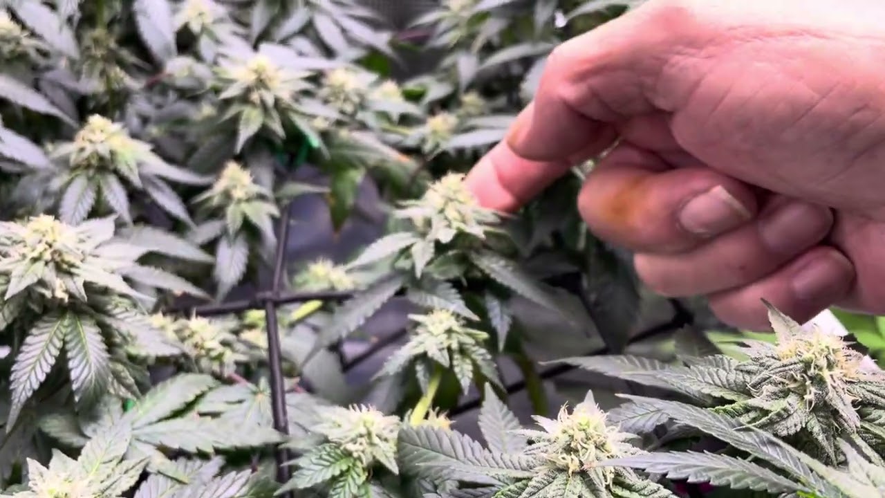 Training cannabis plants with trellis for optimal light #cannabiscommunity #cannabiseducation #420 
