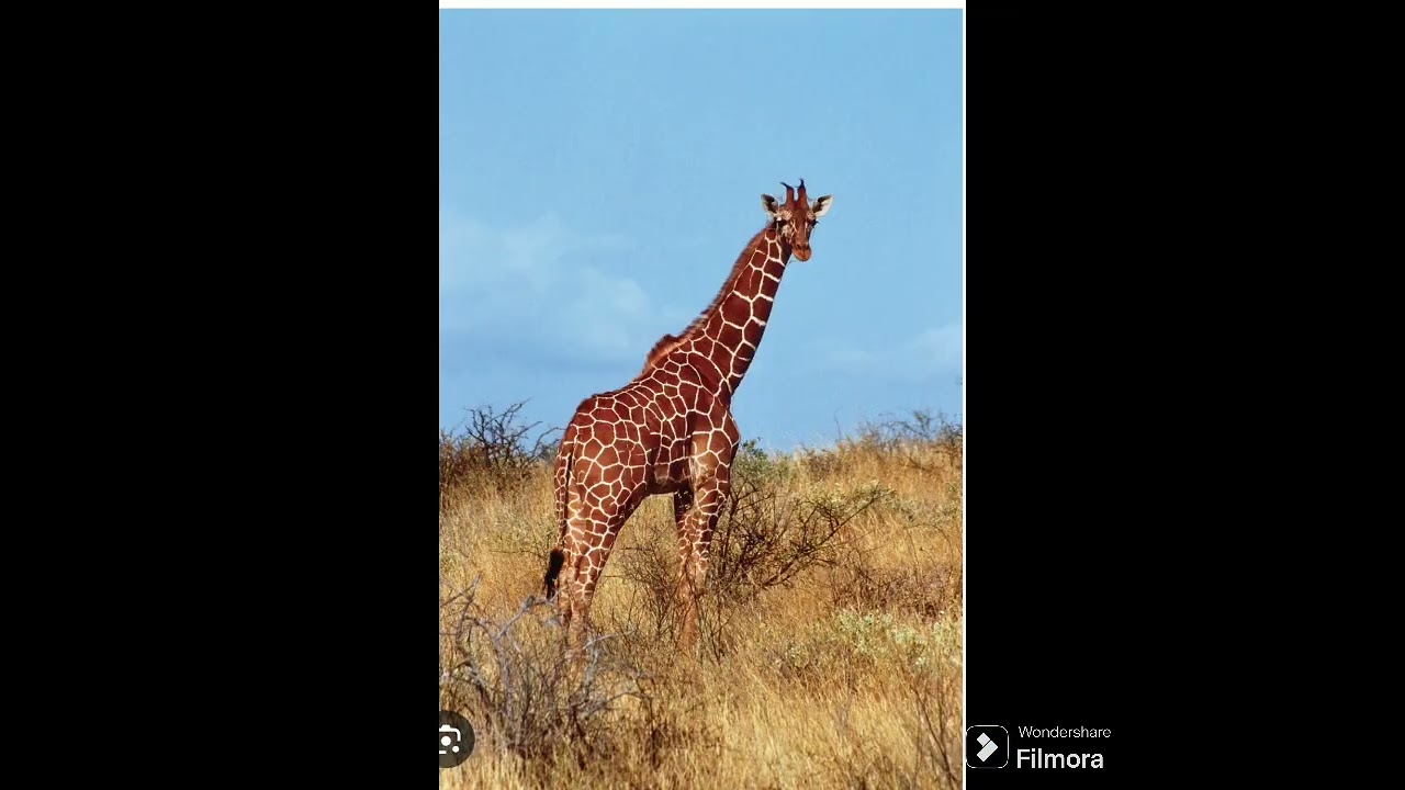 #learn facts#gain knowledge #Day1#learn everyday#giraffe #Venus
