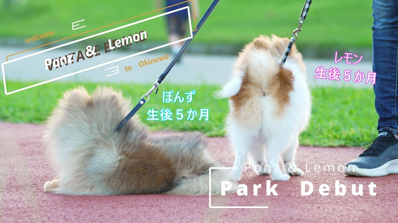 【Park Debut】ぽんず&レモンが家族になって１１２日目【ポメラニアン/Pomeranian】