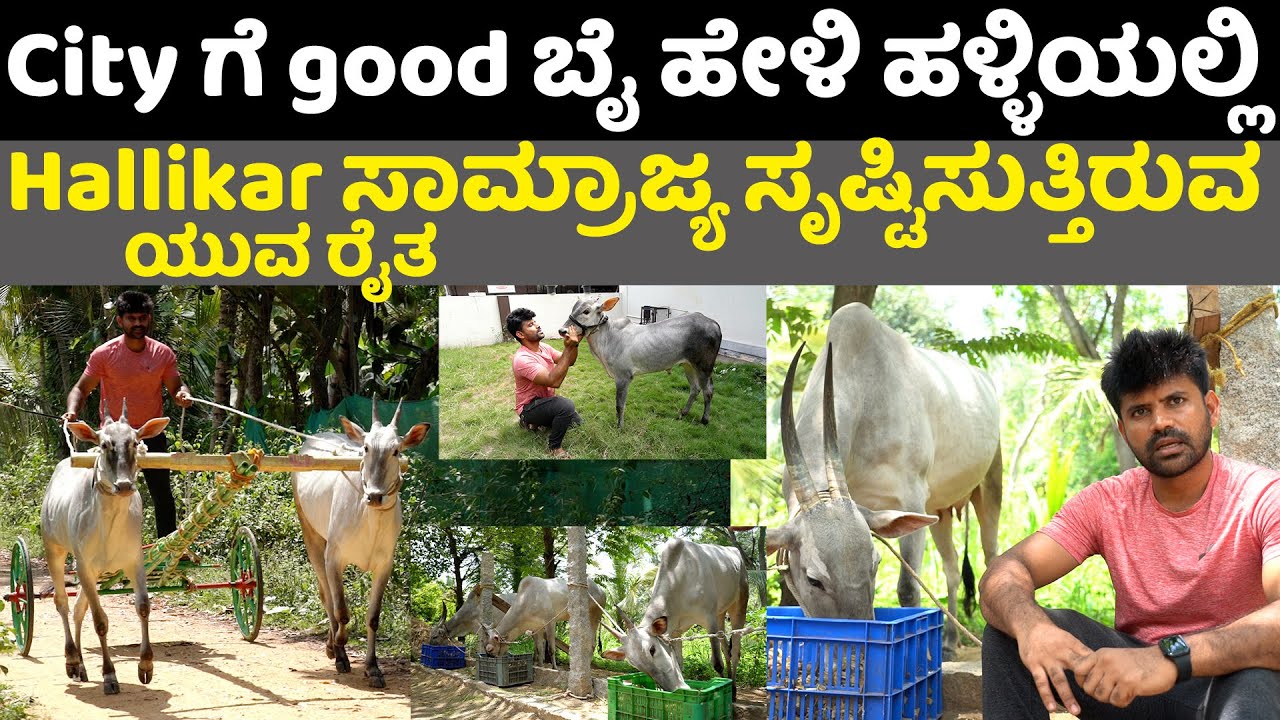 City ಗೆ good ಬೈ ಹೇಳಿ ಹಳ್ಳಿಯಲ್ಲಿ Hallikar ಸಾಮ್ರಾಜ್ಯ ಸೃಷ್ಟಿಸುತ್ತಿರುವ ಯುವ ರೈತ