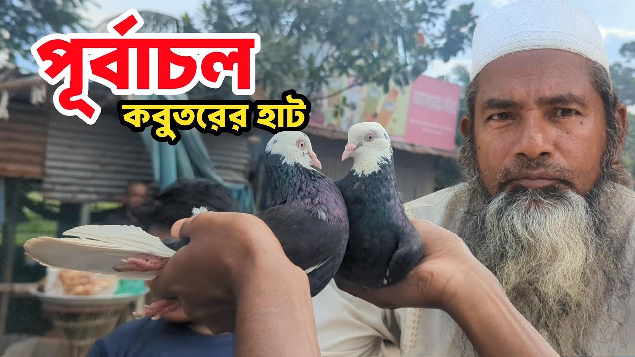 পূর্বাচলের দেশি বিদেশি কবুতর নিয়ে শিমুলিয়া কবুতরের হাট