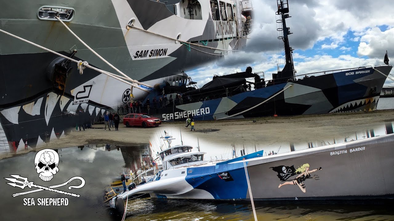 Die Flotte der Sea Shepherd – Einblicke in das Leben an Bord
