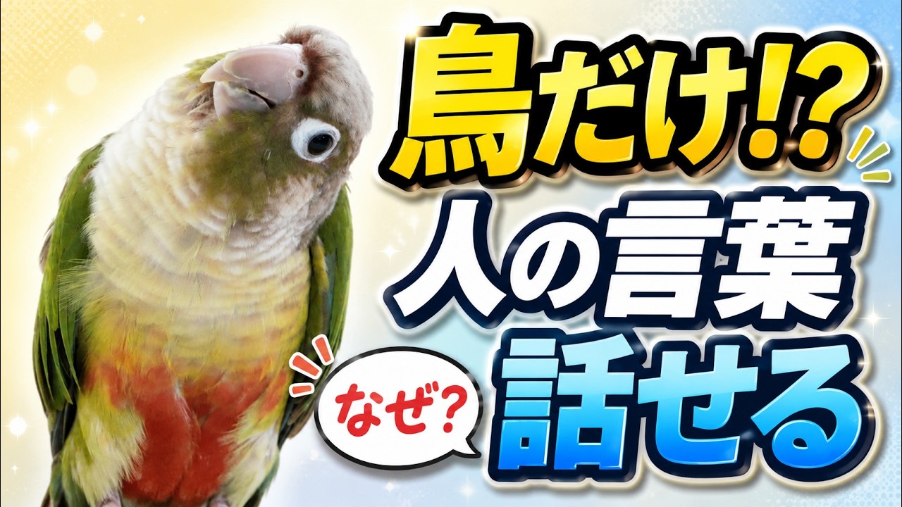 インコがおしゃべりできる理由｜鳥と人間はここが似ていた