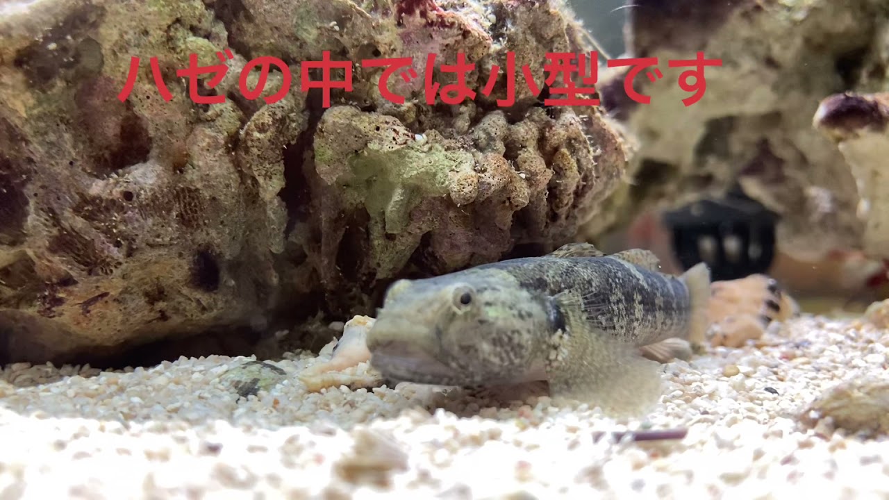 【アゴハゼ】我が家のアゴハゼを紹介します