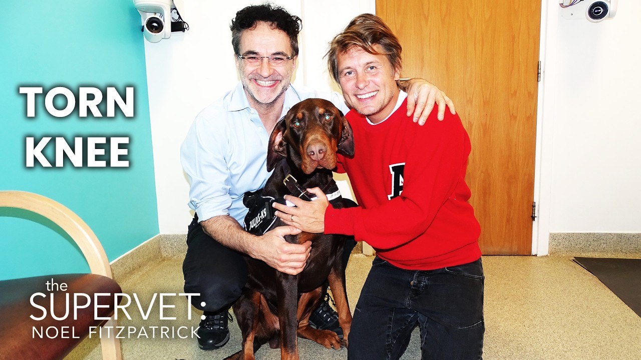 Can Surgery Fix Arnold's Damaged Knee? | The Supervet: Noel Fitzpatrick | S05 E05 | Full Episode