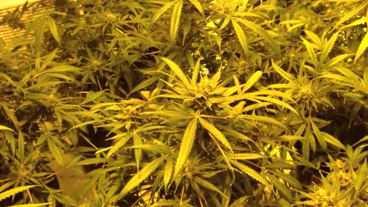 Cheesequake in flush