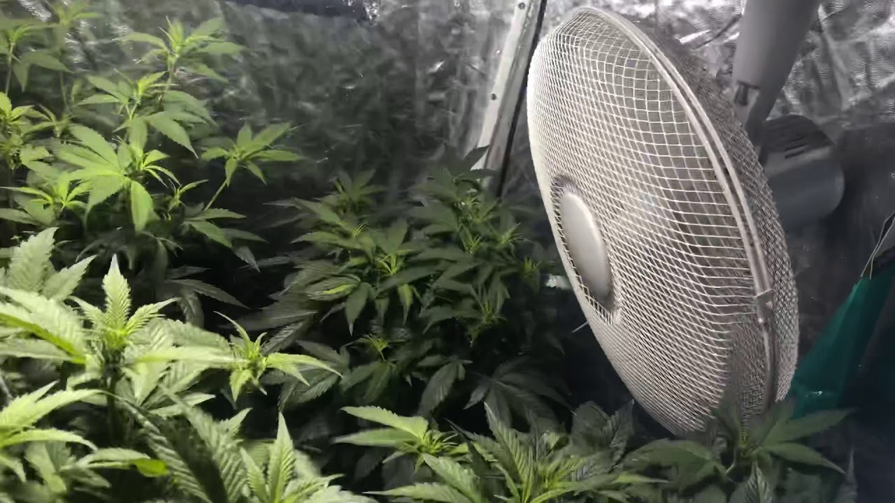 Mango sapphire day 7 flower