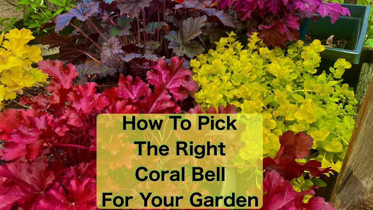 Coral Bells (Heuchera) That Will Bring Your Garden Alive with Color!! (2025)