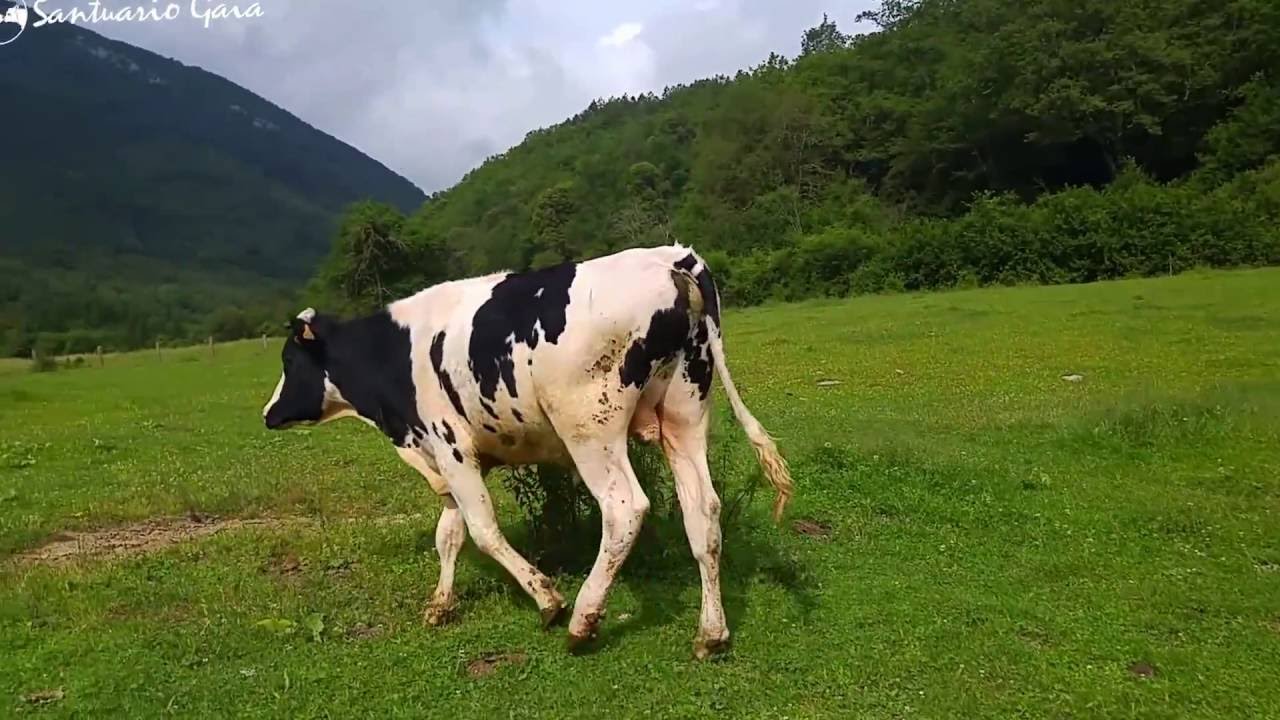 Fermín y Eduardo se juntan con las demás vacas
