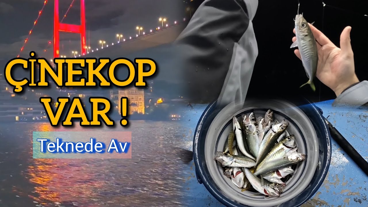 Teknede ÇİNEKOP & İSTAVRİT ŞOVU! | Kesintisiz Av