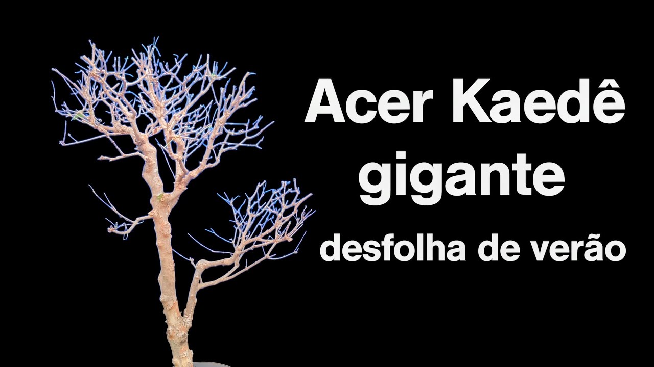 ACER GIGANTE, desfolha de verão 