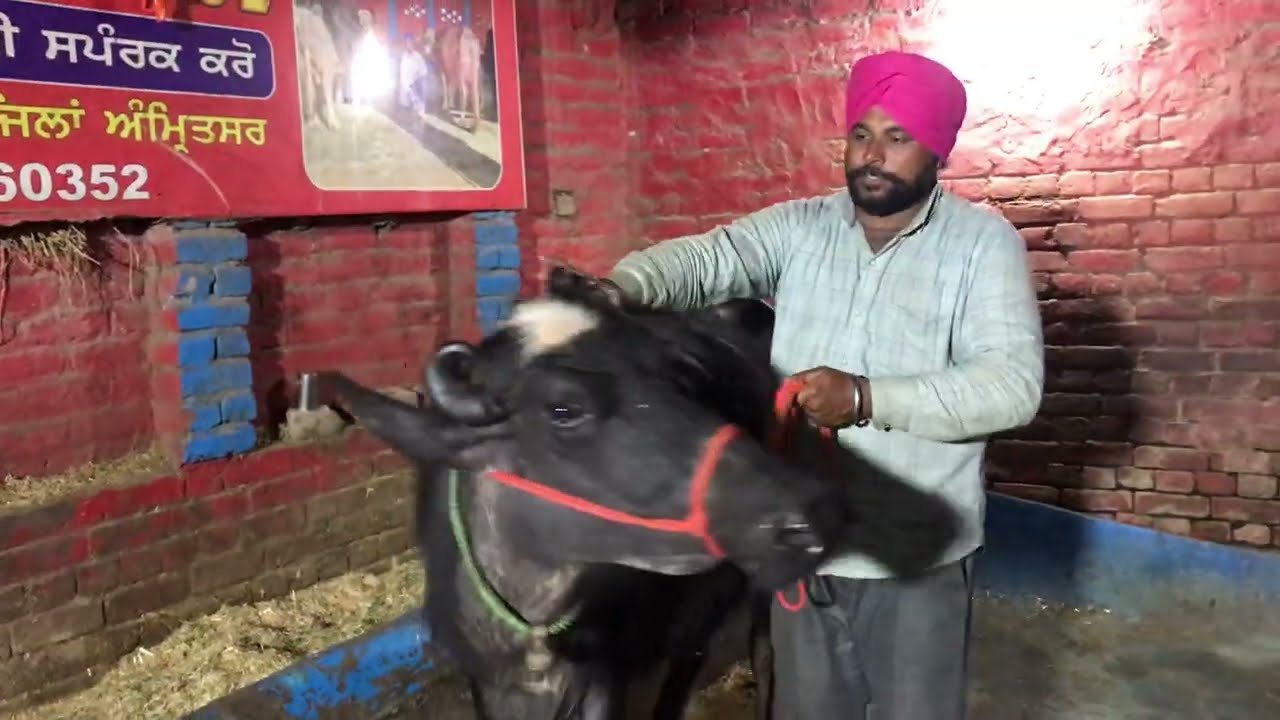    9501296185  ☎️  10 ਲੀਟਰ ਵਾਲੀ ਝੋਟੀ/ buffalo for sale ਛੋਟੇ ਛੋਟੇ ਰੇਟ 🤏🌟🌟🌟🎊