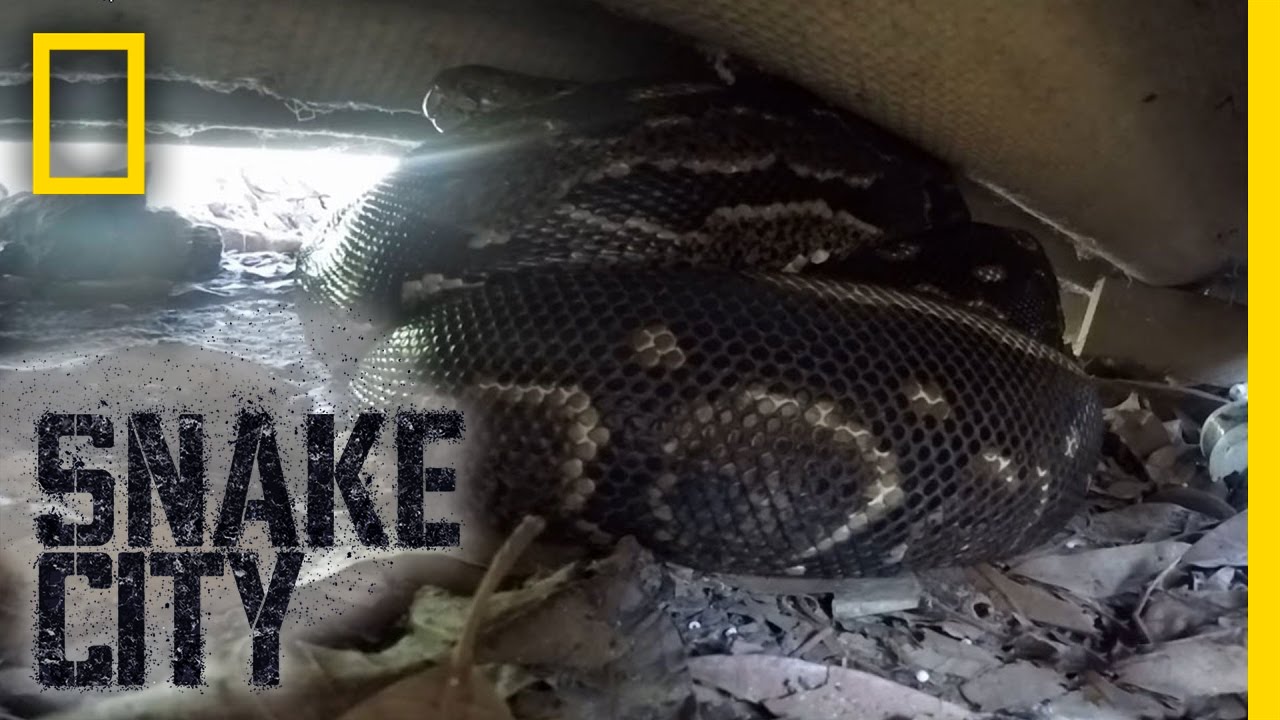 Spirit-Filled Snake | Snake City