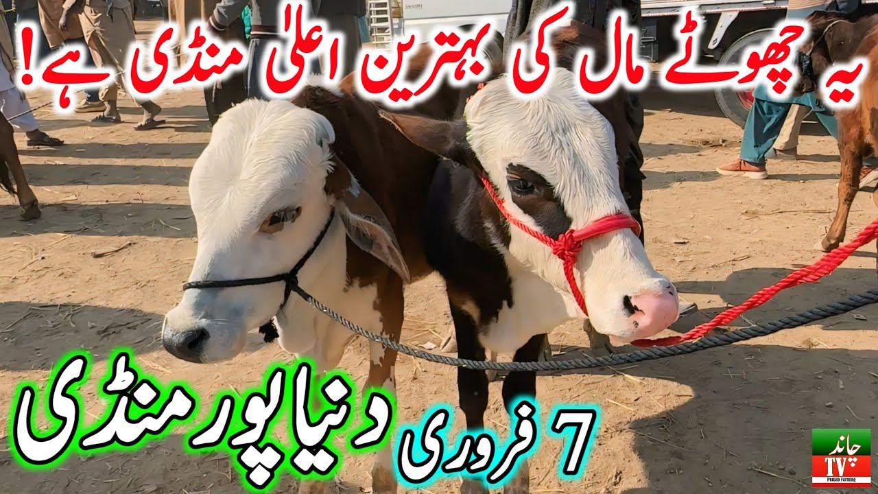 Duniya Pur Cow Mandi || Sahiwal Cholistani Cow Mandi || Cow Mandi 2024 || Chand TV Punjab Farming🔥