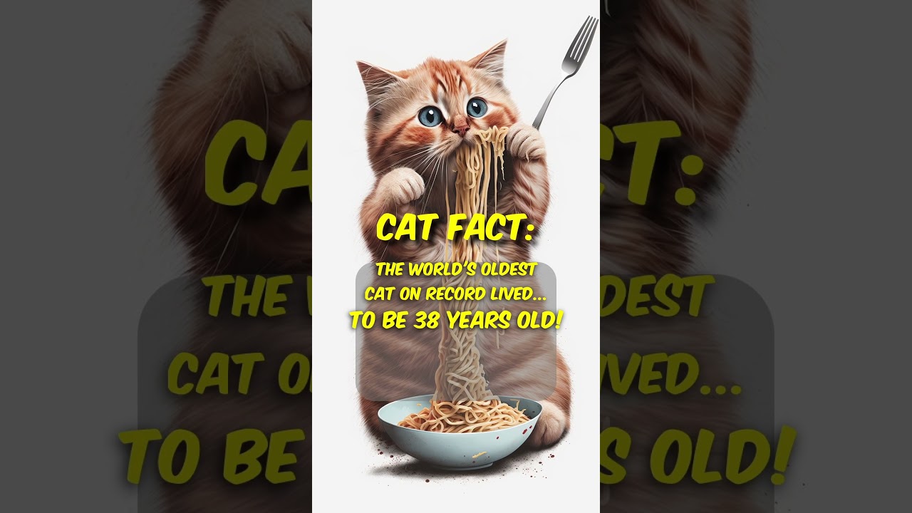 How old is the oldest cat?🙀 