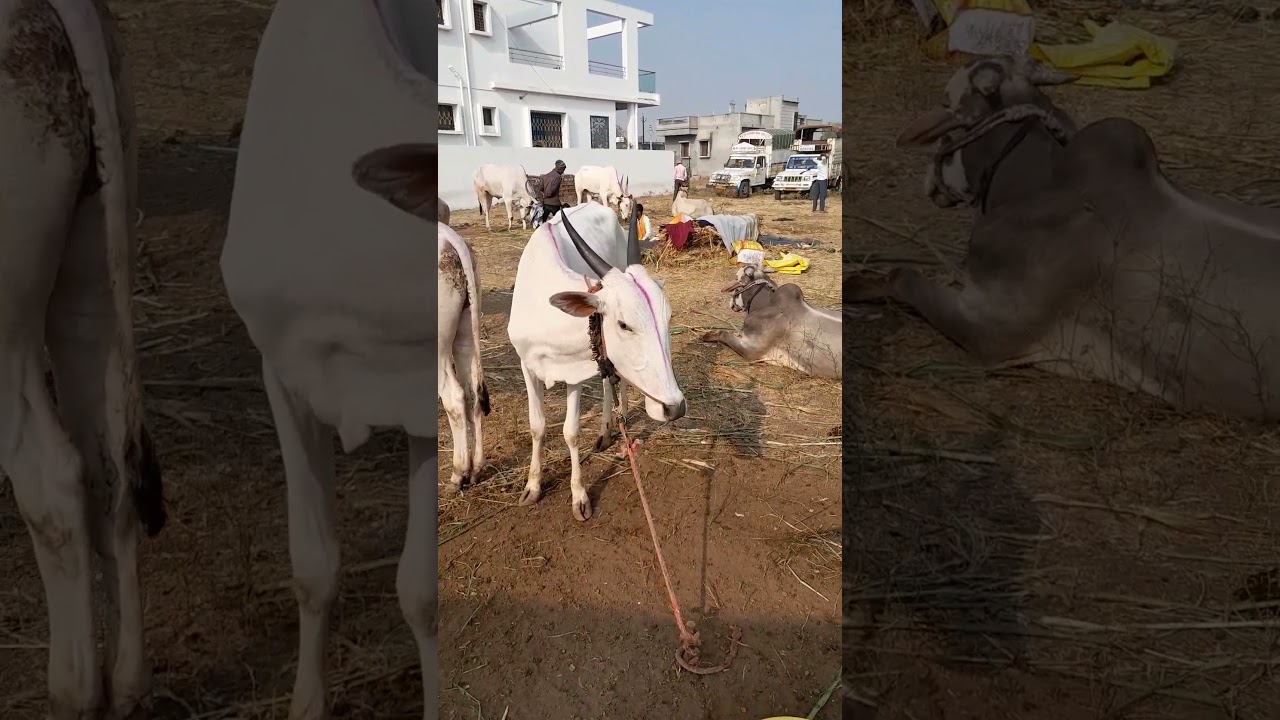 जातिवंत खिल्लार कालवड #viral #cow #खिल्लार #farming #khillar #शेतकरी #calf #shorts #कालवड #reels