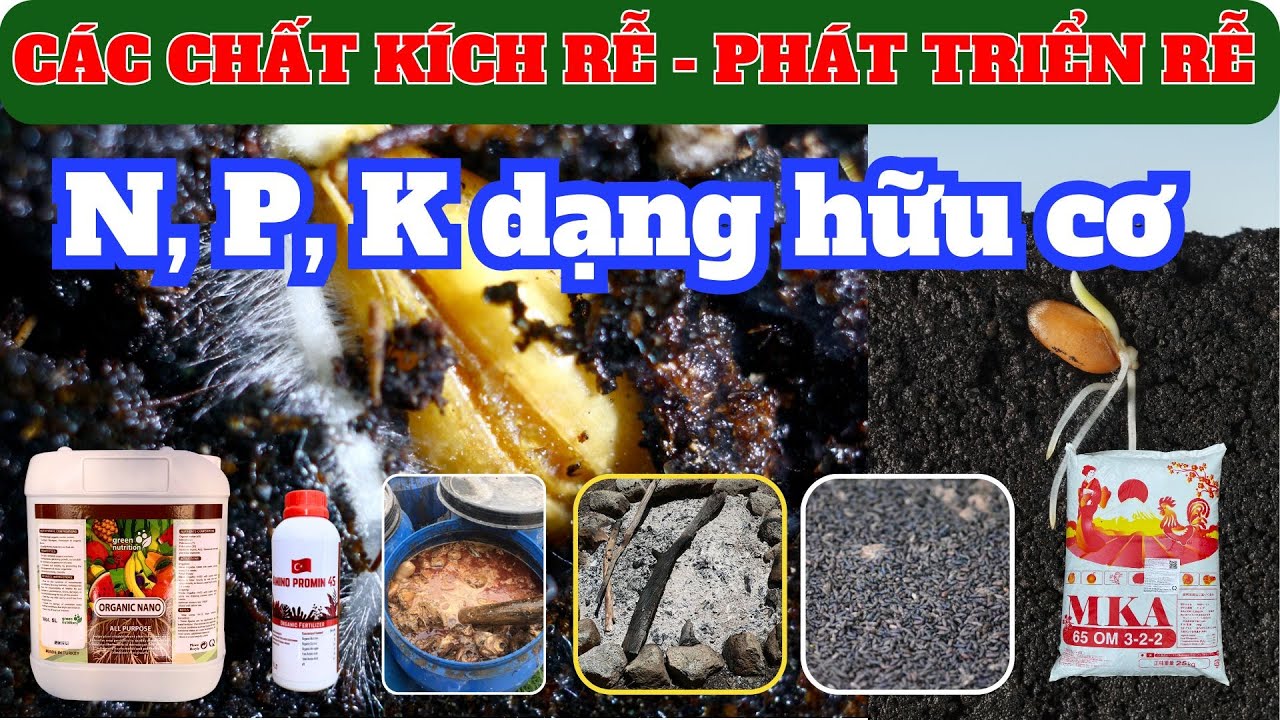 Tổng hợp các chất kích rễ và phát triển rễ | Dinh dưỡng khoáng dạng hữu cơ | Amino acid | Phân cá